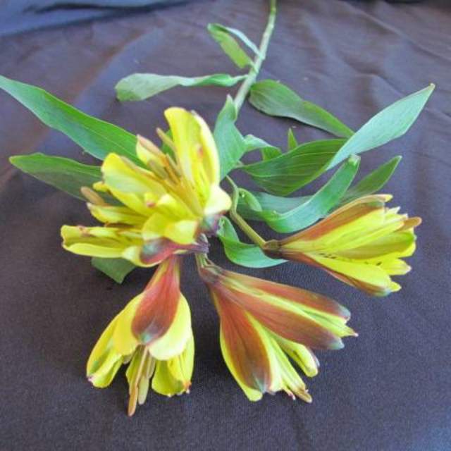 Alstroemeria (Peruvian Lily, Alstromeria)
