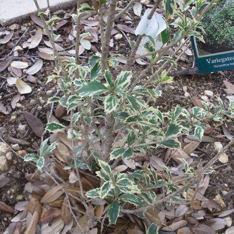 Osmanthus heterophylla; Variegated False Holly; Zen Garden