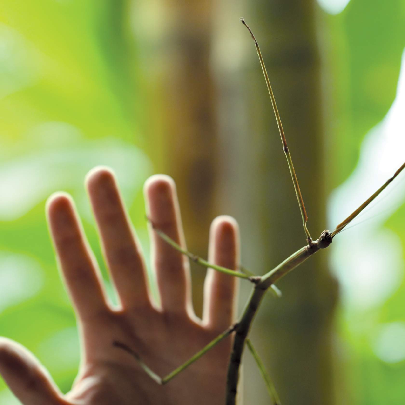 a large stick insect crawls on a person's splayed hand
