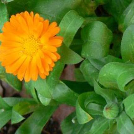 Calendula officinalis; Pot Marigold, Calendula; Pleasant Street Garden