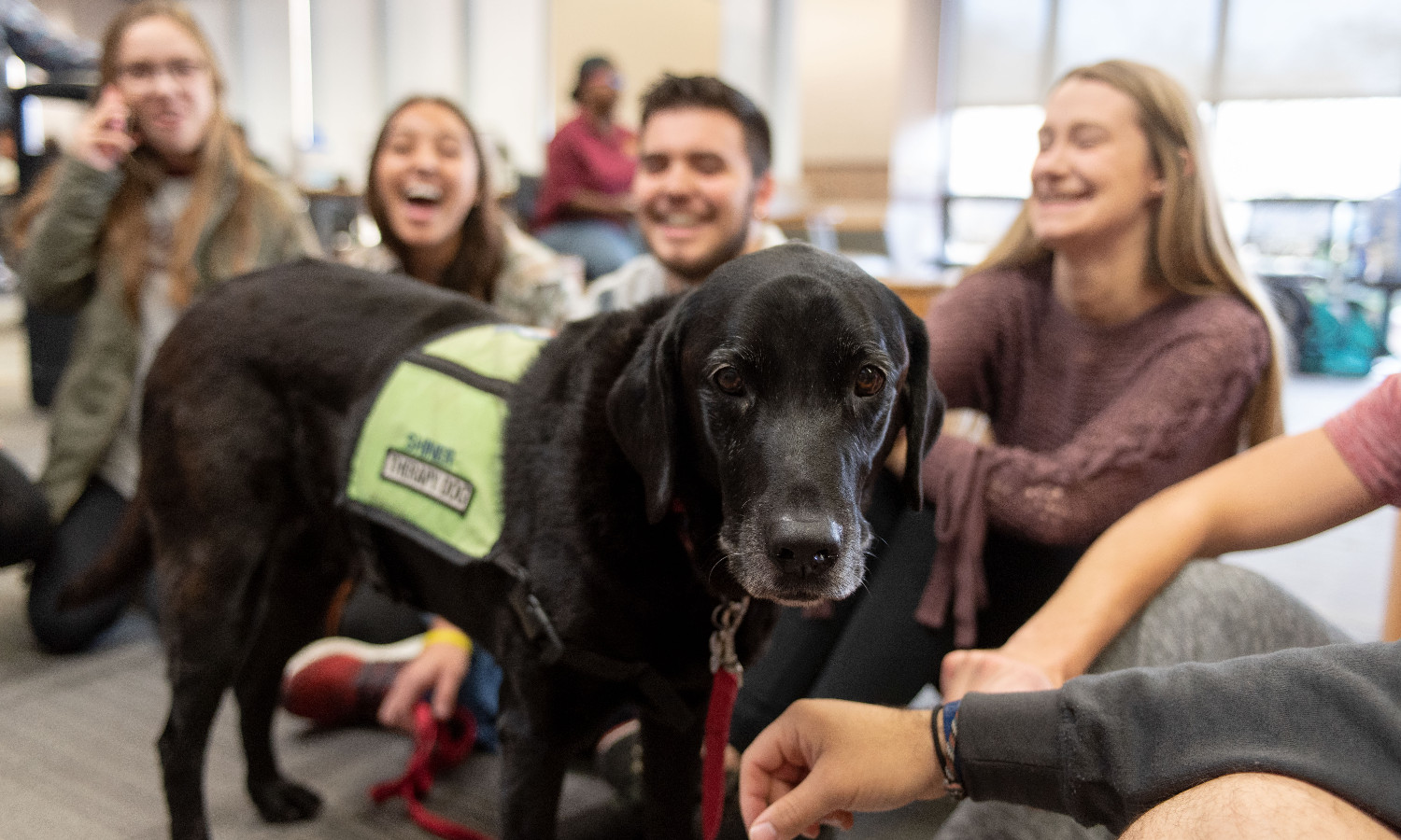 students playing with a therapy dog
