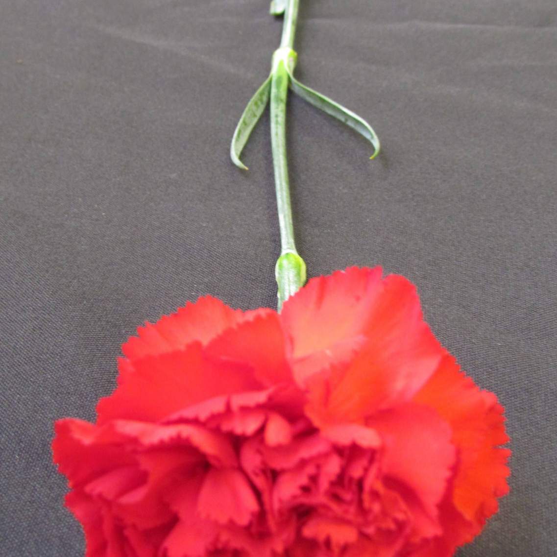 Dianthus (Standard carnation)