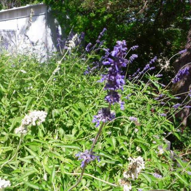 Salvia farinacea 'Mealy Blue Sage'; Mealy Blue Sage; SalviaCactus Garden