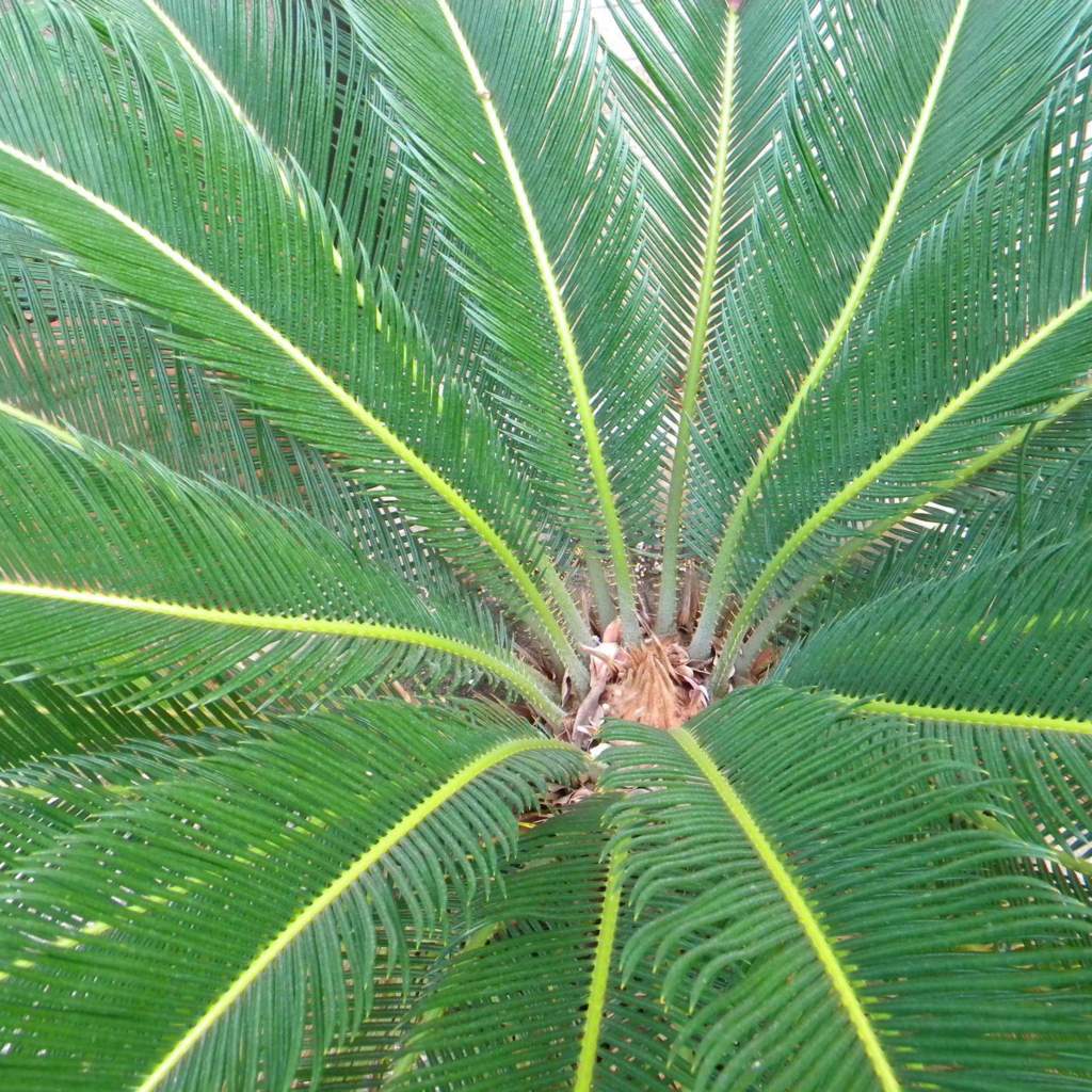 Cycas revoluta; Sago Palm; Butterfly Garden