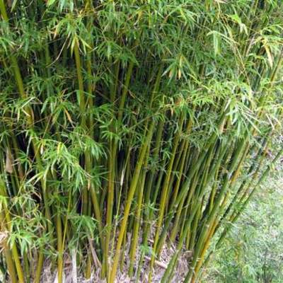 Phyllostachys (Bamboo)