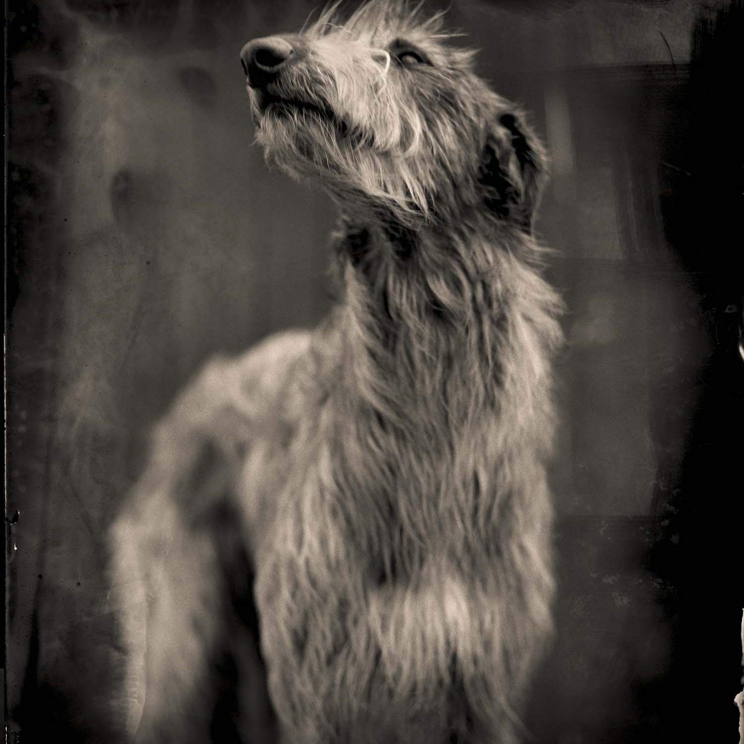 Bog Dog photograph