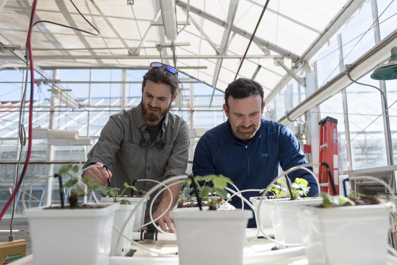 Two students examining hydroponic plants in greenhouse