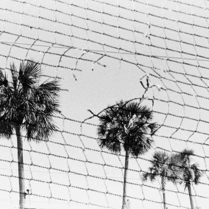 Student Work Black and White Photo of Palm Trees Through a Soccer Net