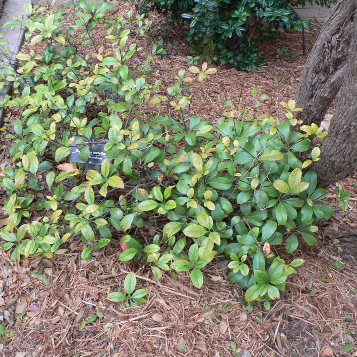 Rapheolepis indica; Indian Hawthorn; Pergola Garden