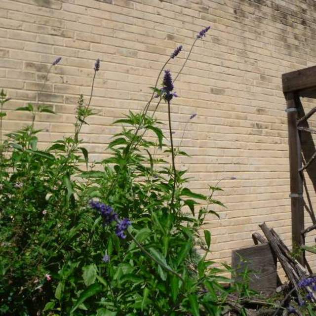 Salvia farinacea; Mealy Blue Sage; Butterfly Garden