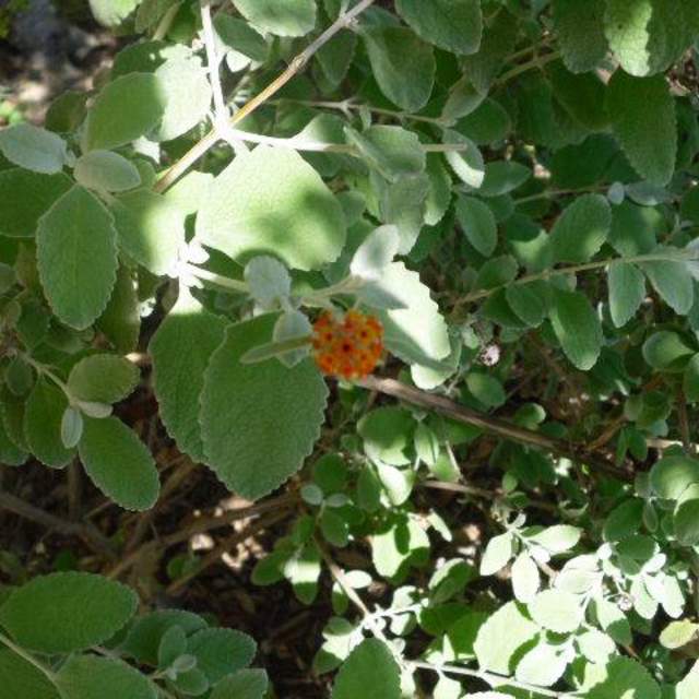 Buddleja marrubiifolia; Woolly Butterfly Bush; Butterfly Garden