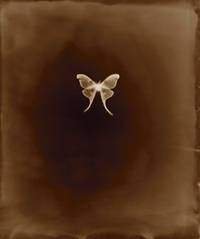 Photograph: Luna Moth, 2007, by Keith Carter