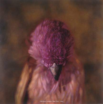 Photograph: Purple Finch by Kate Breakey
