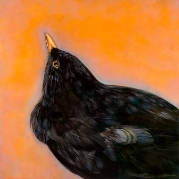 Photograph: Eurasian Blackbird, © 2002, by Kate Breakey