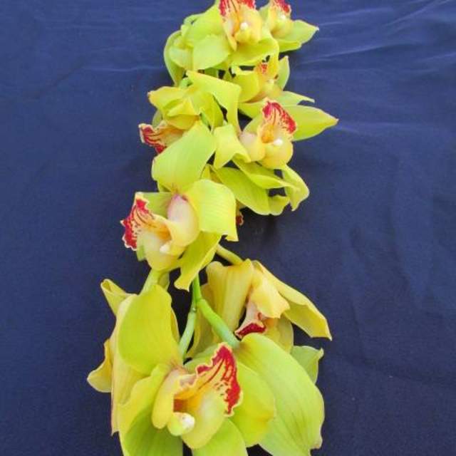 Cymbidium (Mini Cymbidium Orchid)