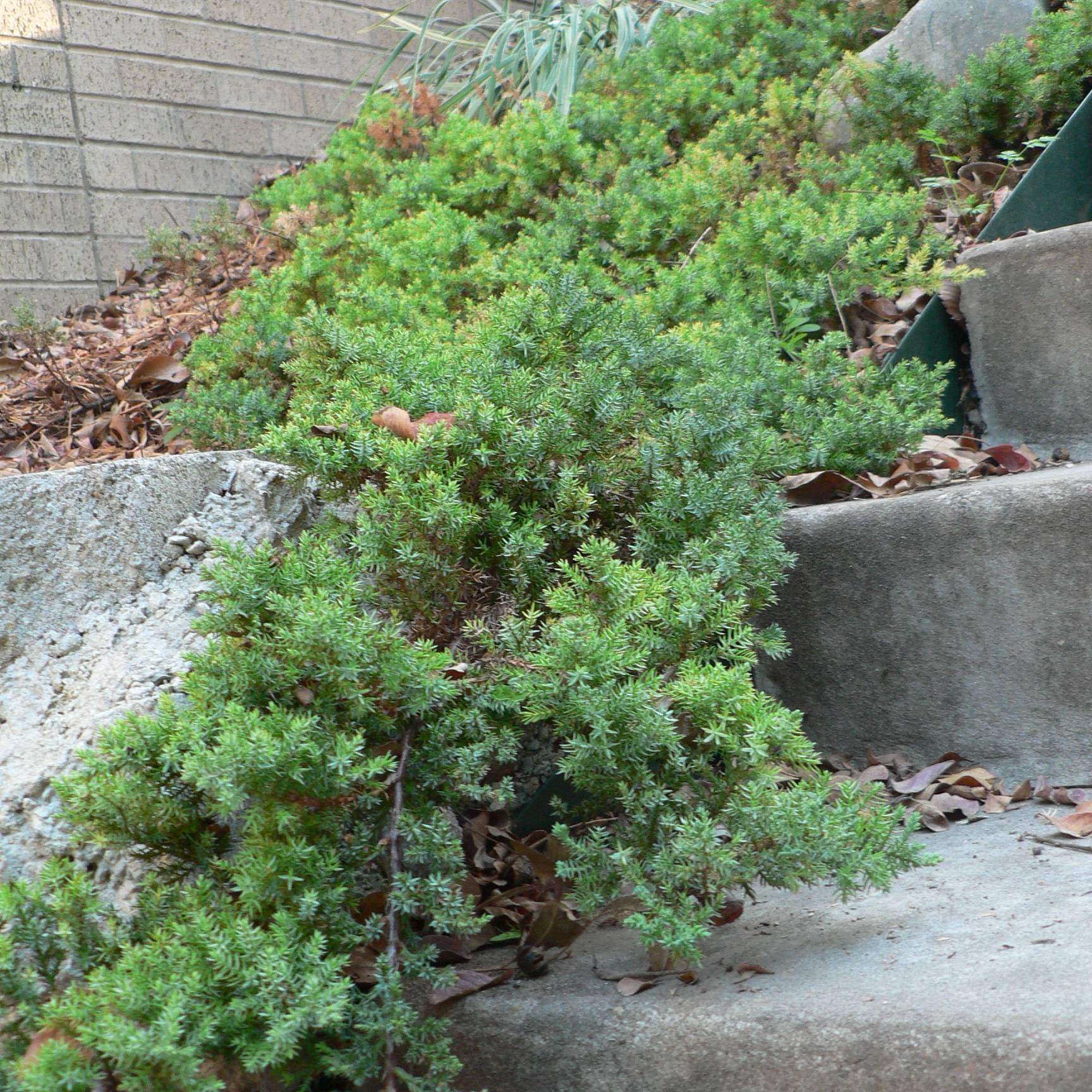 Juniperus horizontalis; Creeping Juniper; Pergola Garden