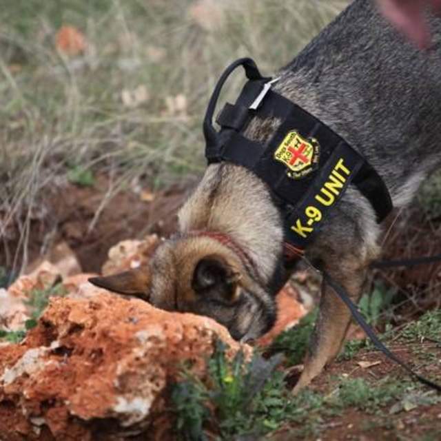 Dog digging under rock
