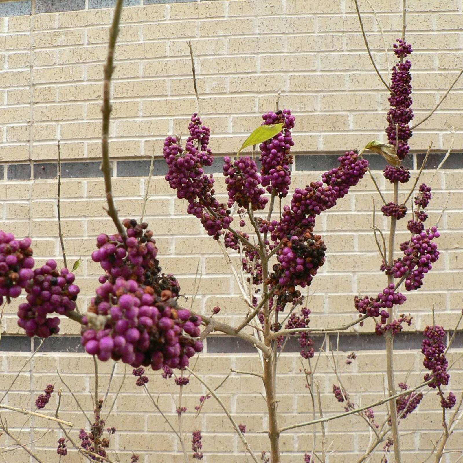 Callicarpa americana; American beautyberry; Pergola Garden