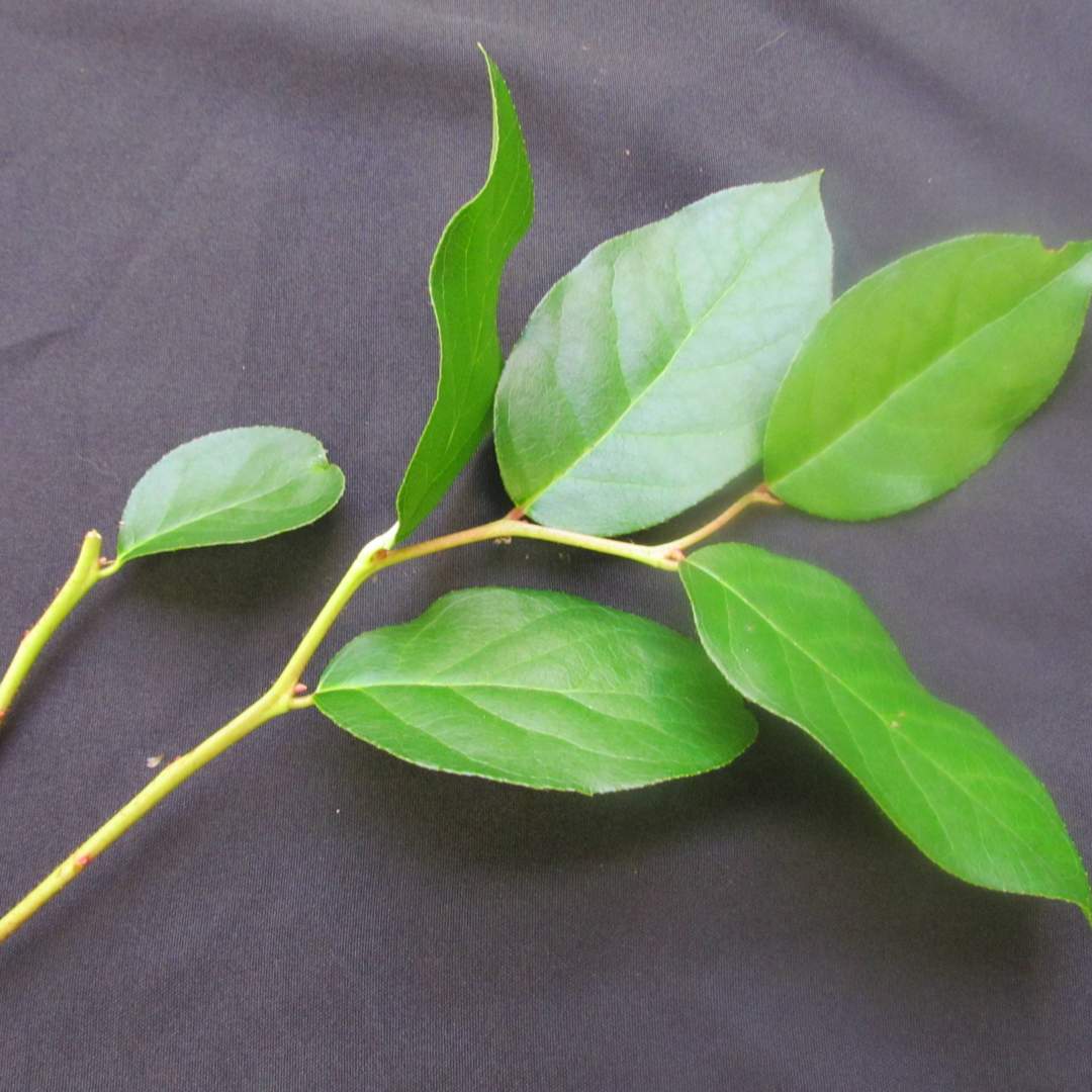 Gaultheria (Lemon leaf or Salal)
