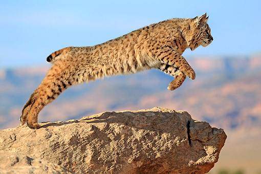 leaping bobcat