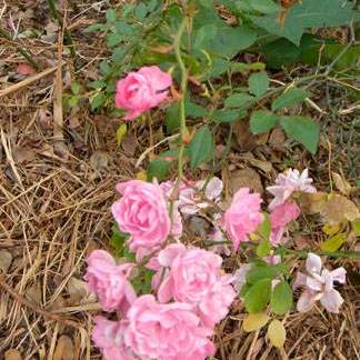 Rosa spp.; Rose; Zen Garden