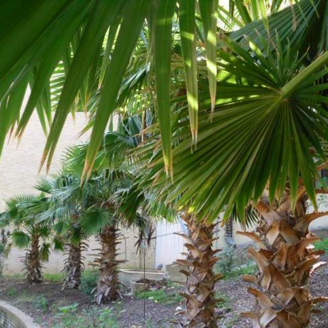 Washingtonia robusta; Mexican Fan Palm; Zen garden