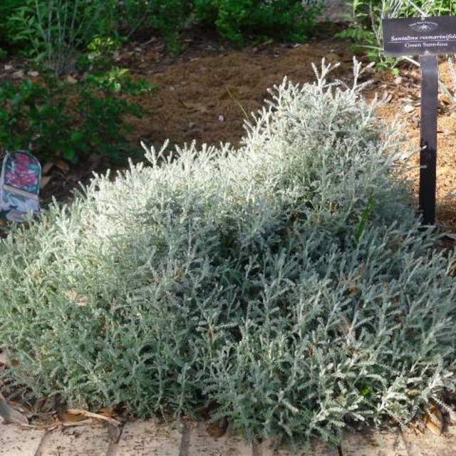 Santolina chamaecyparissus; Grey Santolina; Zen Garden