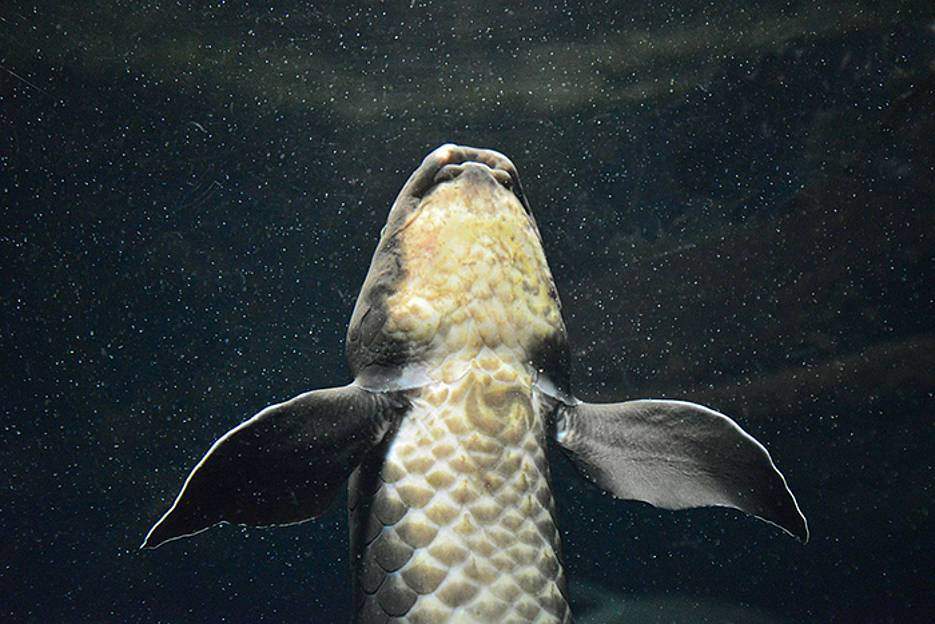 lungfish in water