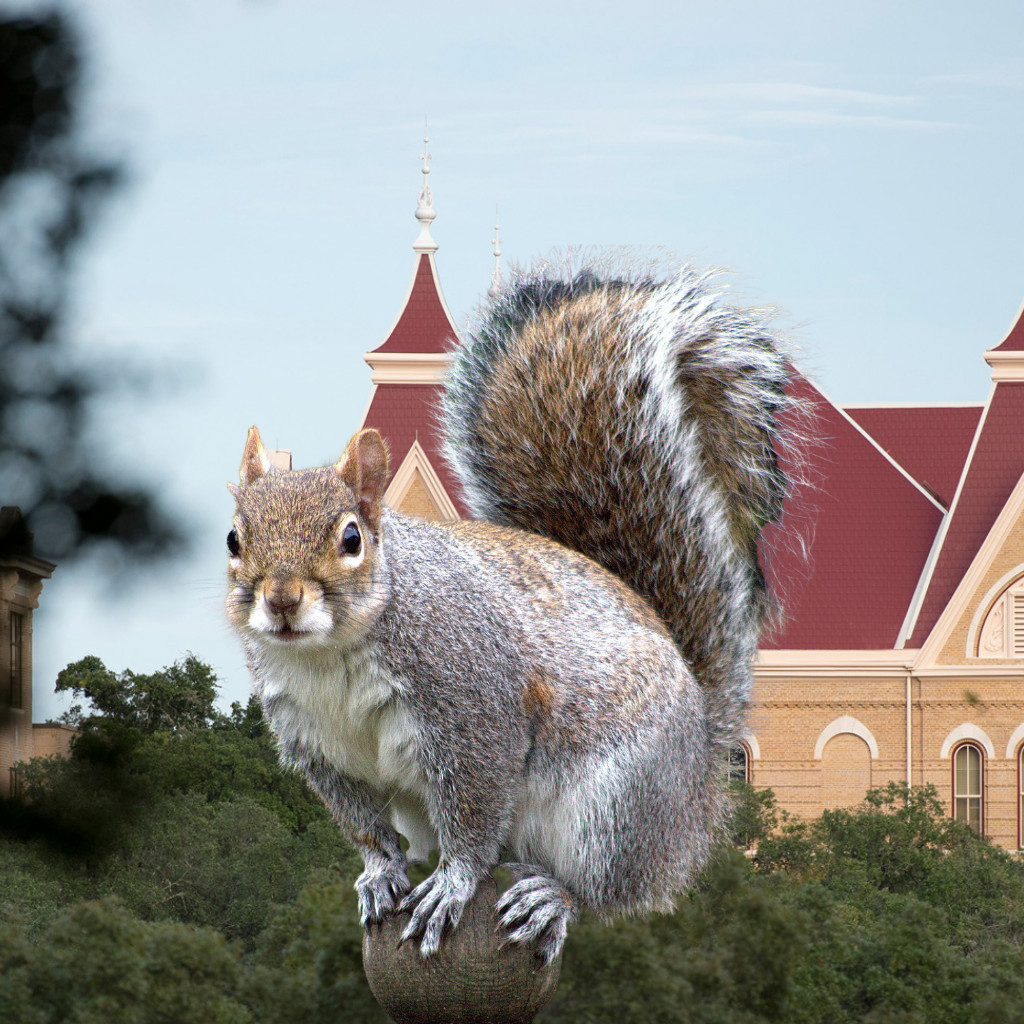 Squirrel in front of Old Main