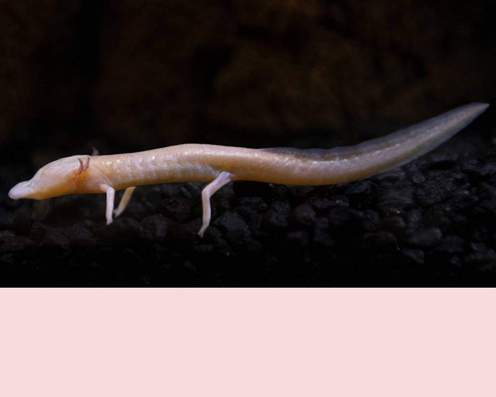 San Marcos blind salamander with stripe of light pink color