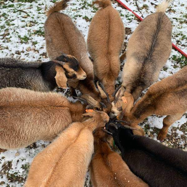 circle of goats eating while standing in snow