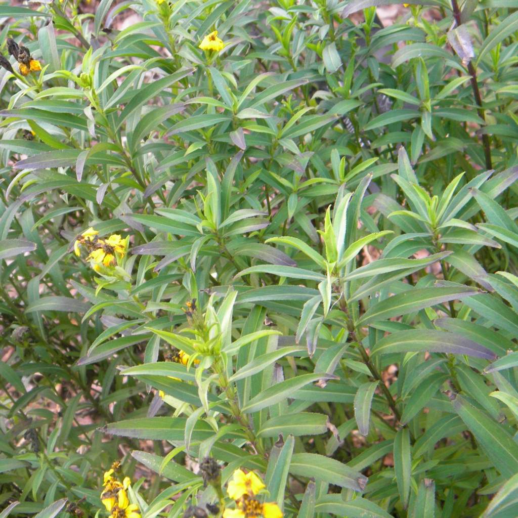Tagetes lucida; Mexican Mint Marigold; Pleasant Street Garden