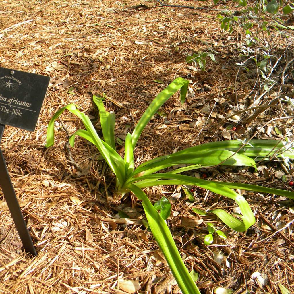 Agapanthus africanus; African lily; Dark Crystal Garden