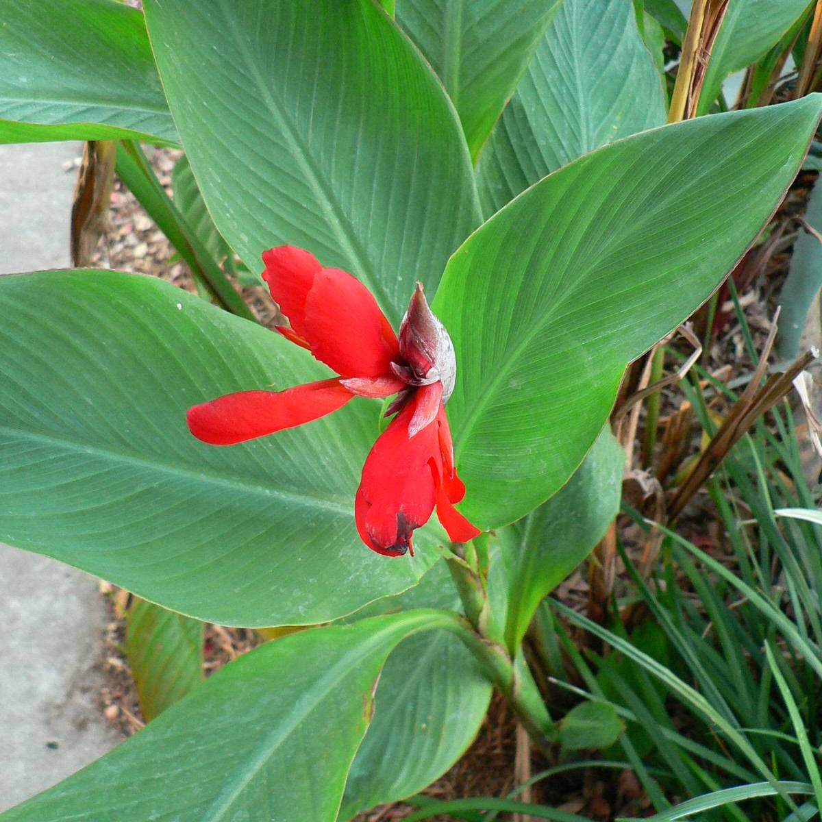 Canna x generalis; Canna Lily; Dark Crystal Garden