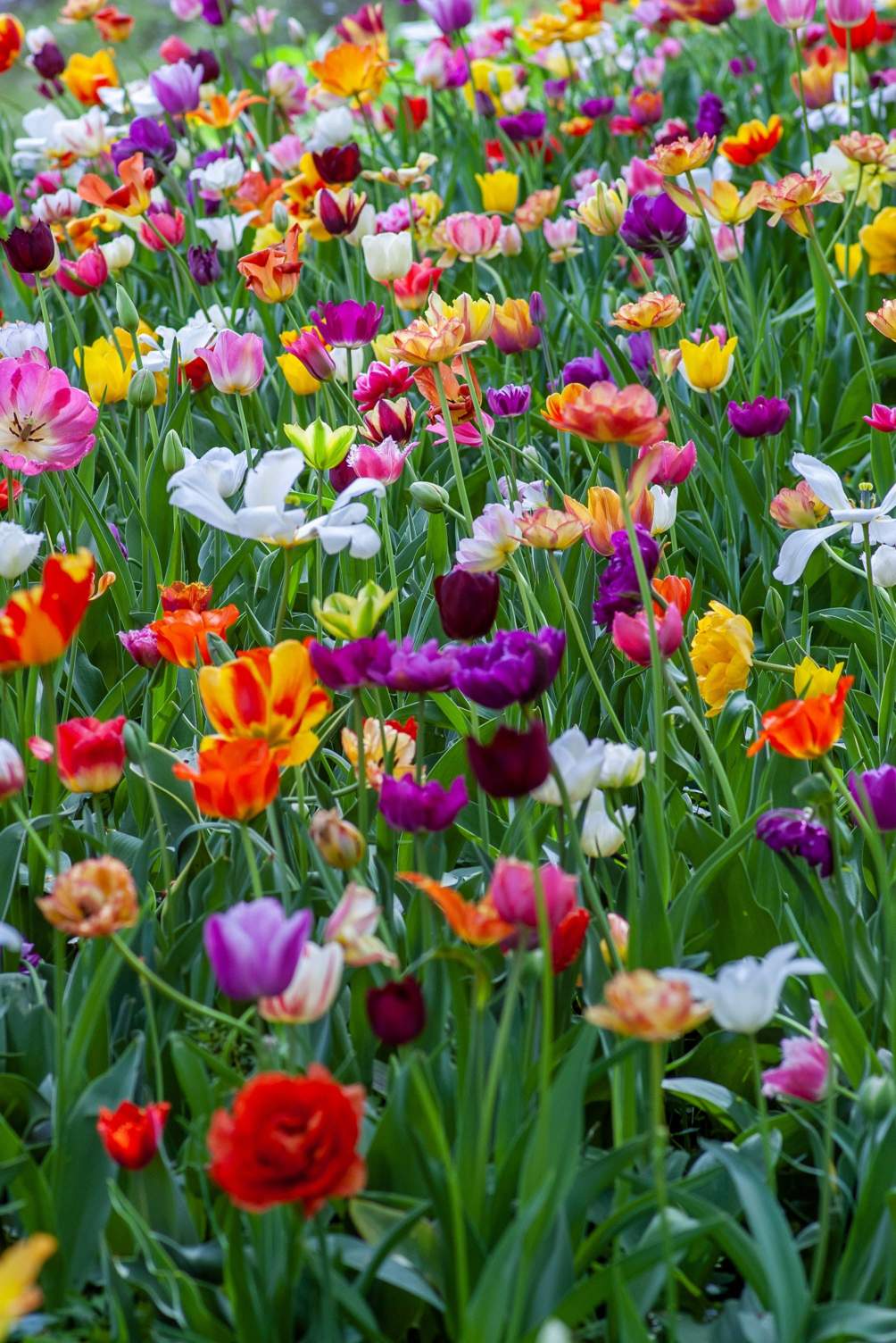 Colorful tulips in spring garden Photo by Yoksel Zok 