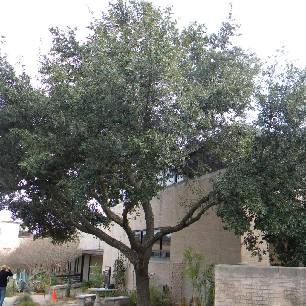 Quercus virginiana; Live Oak; Pleasant Street Garden