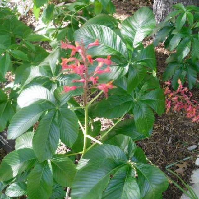 Aesculus pavia; Red Buckeye; Shade Garden