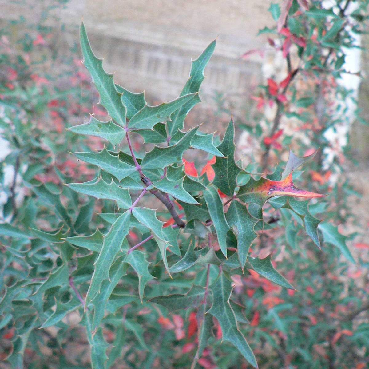 Berberis trifoliolata; Agarito; Pleasant Street Garden