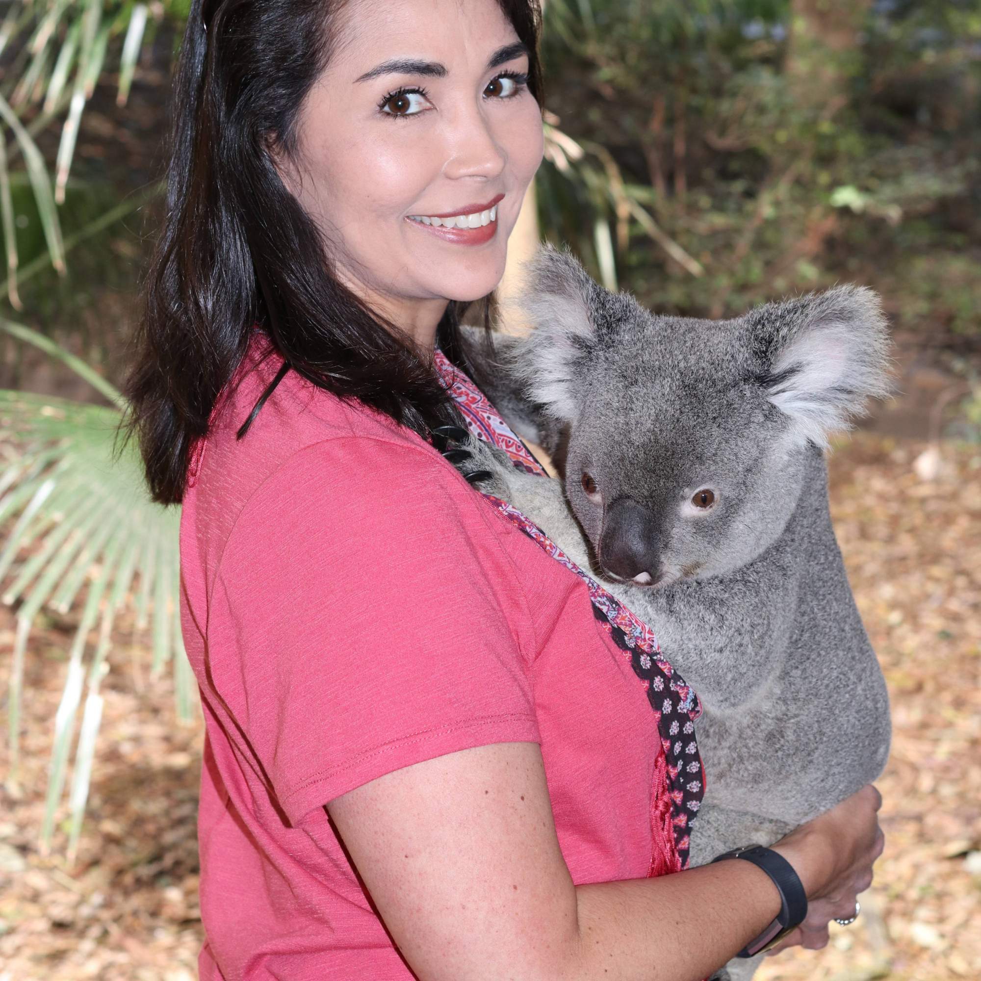 Meeting Sprocket the koala in Australia