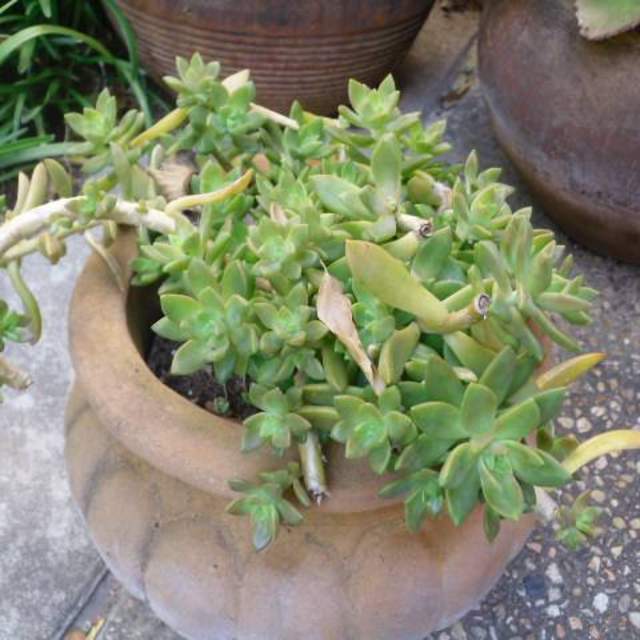 Graptopetalum paraguayense; Ghost Plant; Fountain Garden