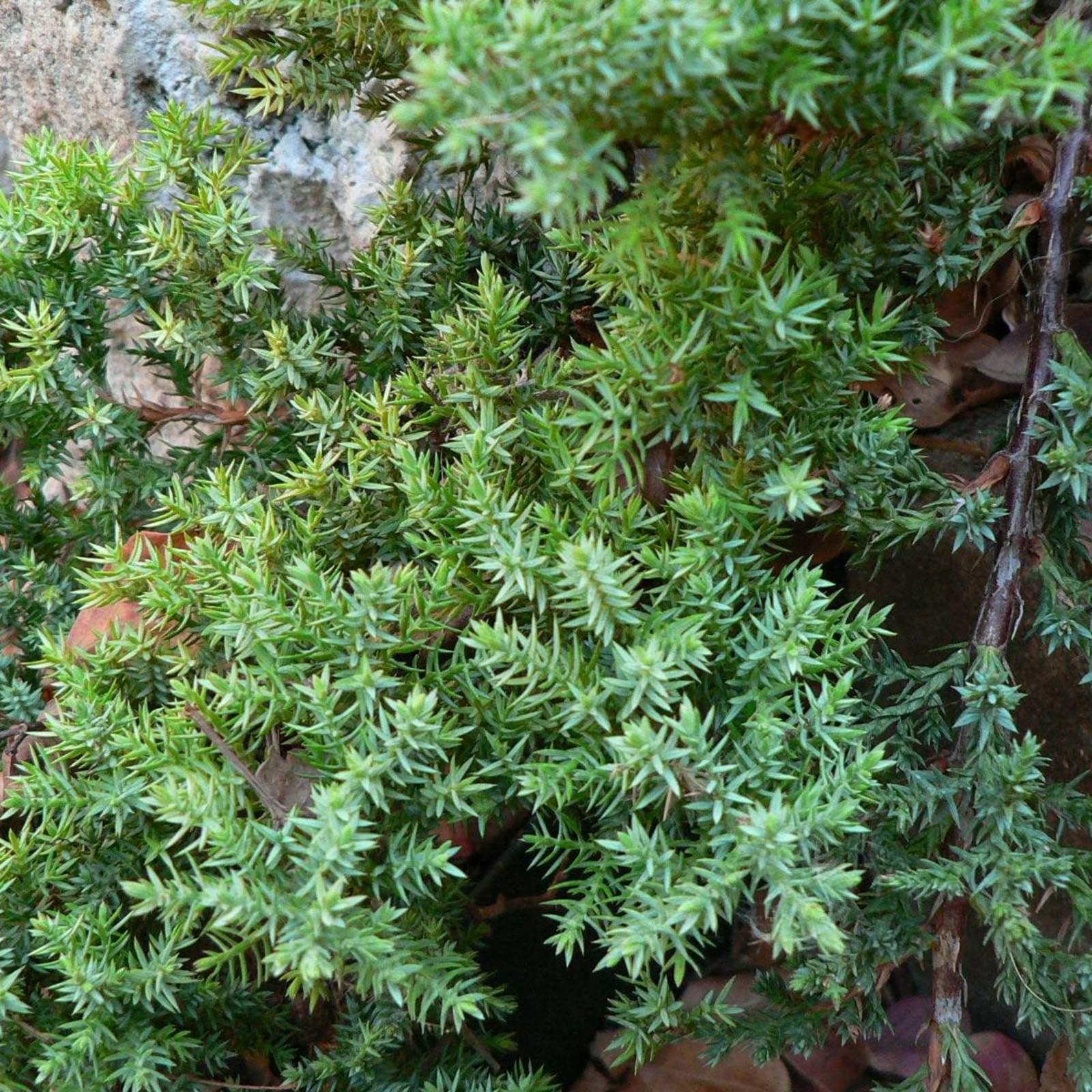 Juniperus horizontalis; Creeping Juniper; Pleasant Street Garden