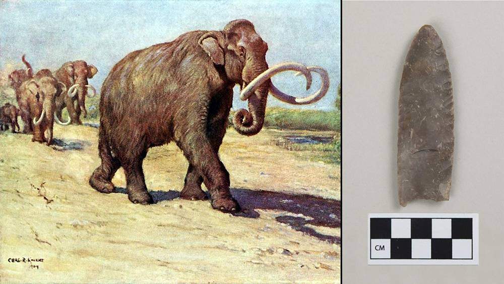Clovis Mammoth image
