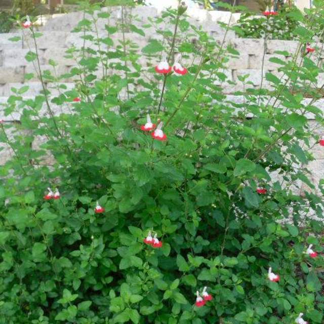 Salvia microphylla 'Hot Lips'; Hot Lips Salvia; Zen Garden