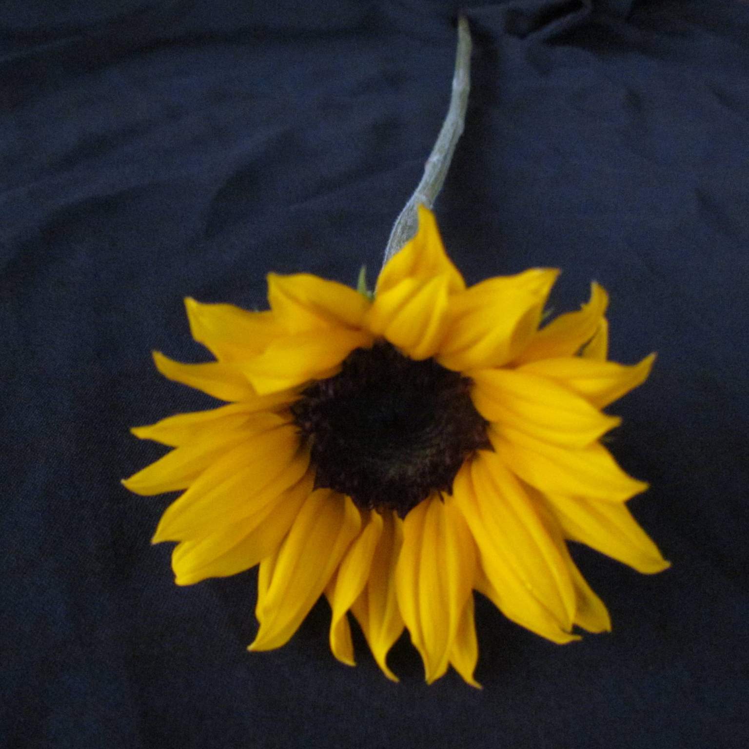 Helianthus (Sunflower)