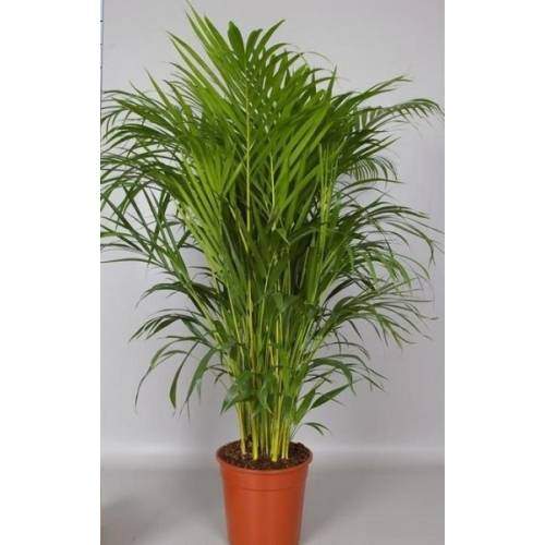 Chrysalidocarpus or Dypsis (Areca Plant)