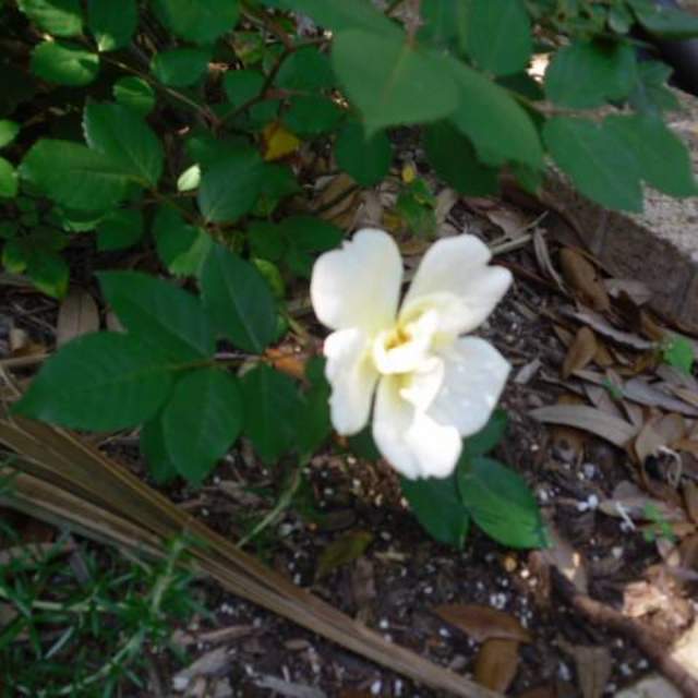 Rosa spp.; Rose; Zen Garden