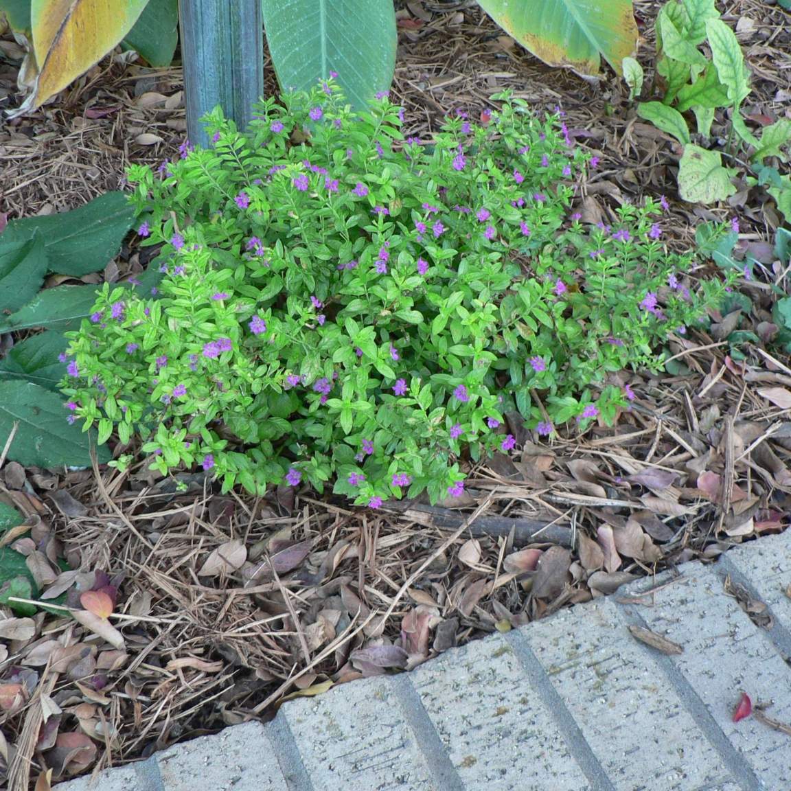 Cuphea hyssopifolia; Mexican Heather; Pleasant Street Garden