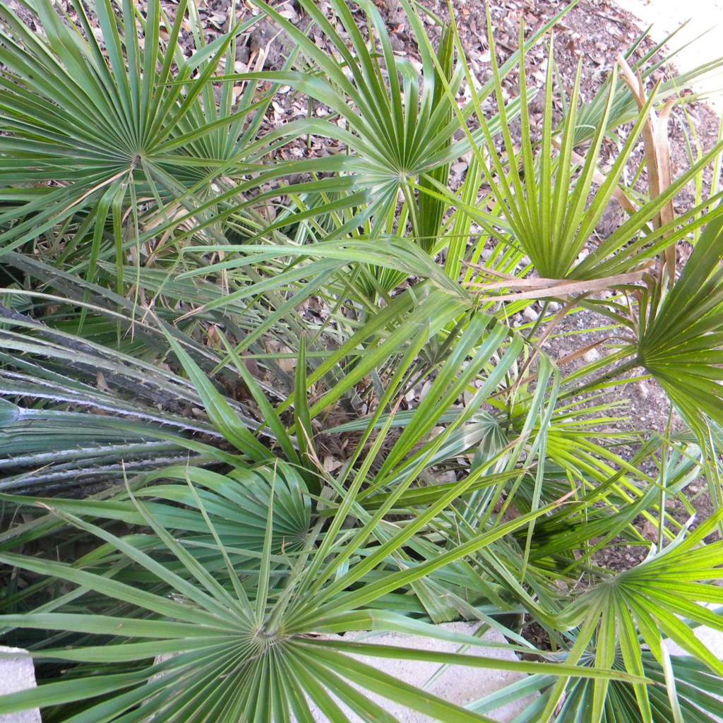 Chamaerops humilis; Mediterranean Fan Palm; Zen Garden