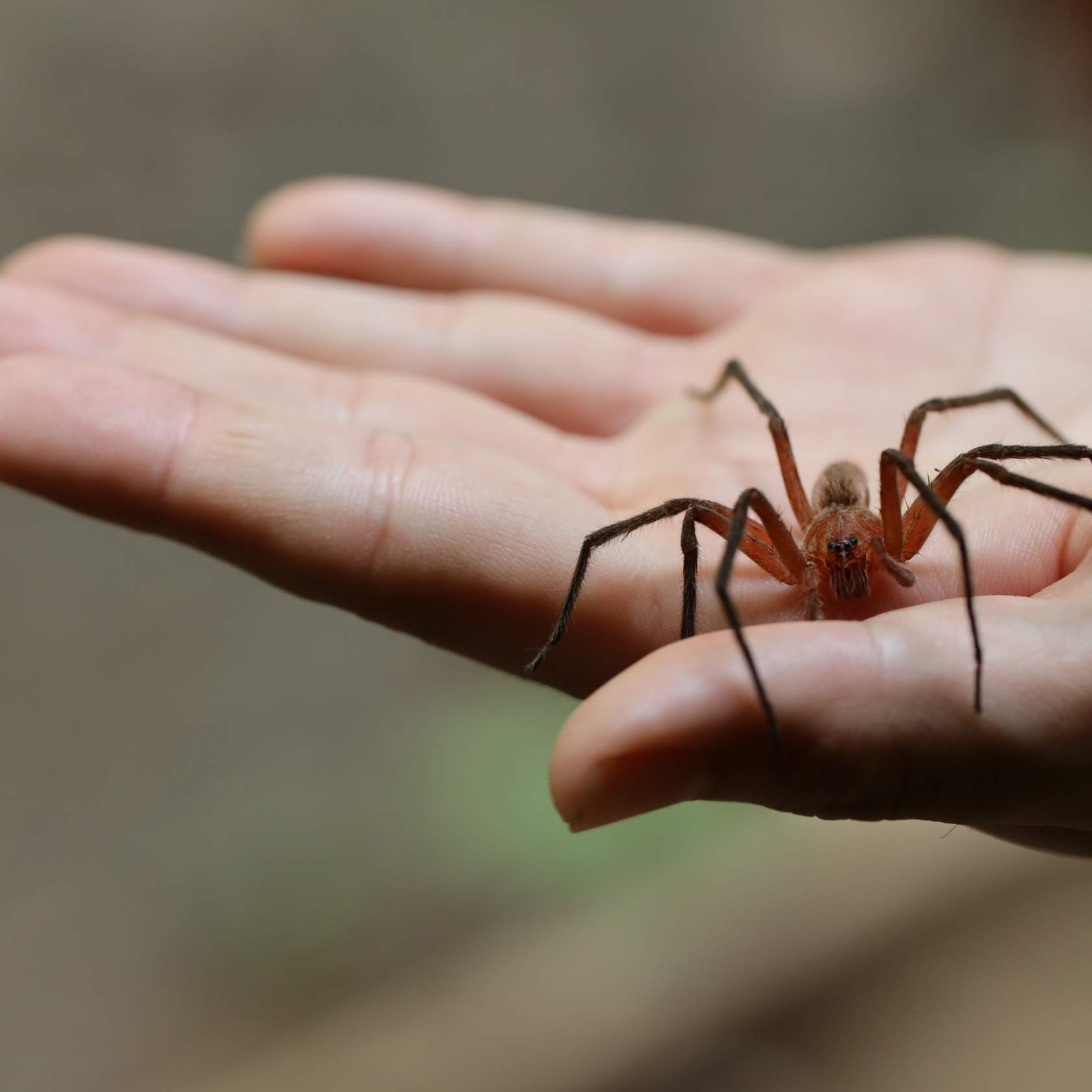 A large spider rests on a person's open palm