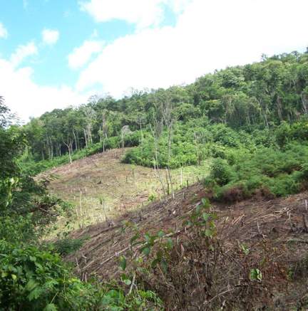 close up of deforestation in field